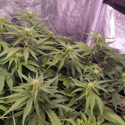 Gelato Auto #2 growlog timeline photo