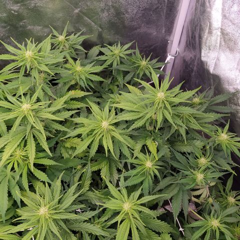 Gelato Auto #2 growlog timeline photo