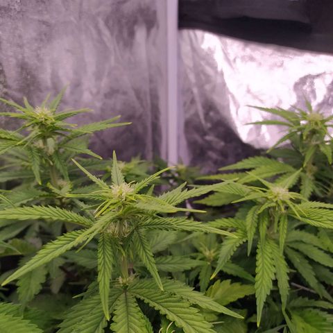 Gelato Auto #2 growlog timeline photo