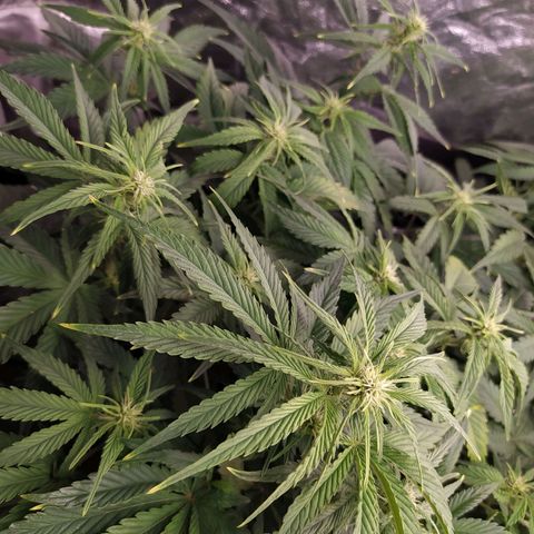 Gelato Auto #1 growlog timeline photo
