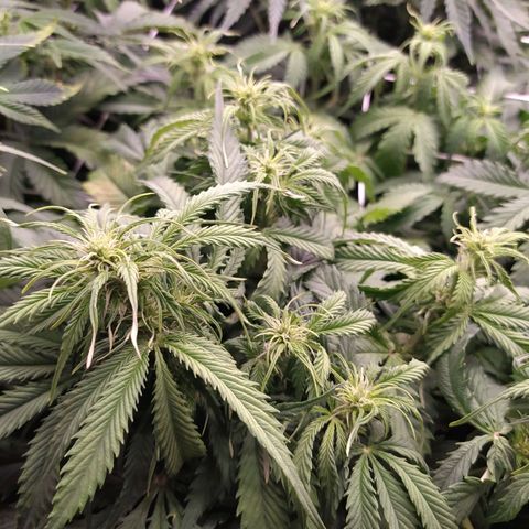 Lemon Pie Auto #1 growlog timeline photo