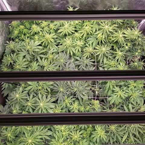 West Coast O.G. #2 growlog timeline photo