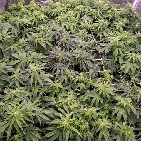 West Coast O.G. #2 growlog timeline photo