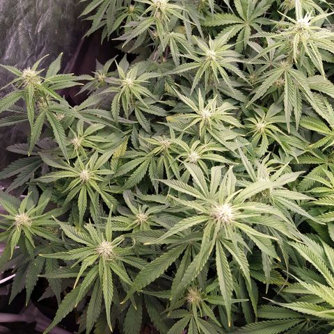 Gelato Auto #1 growlog timeline photo