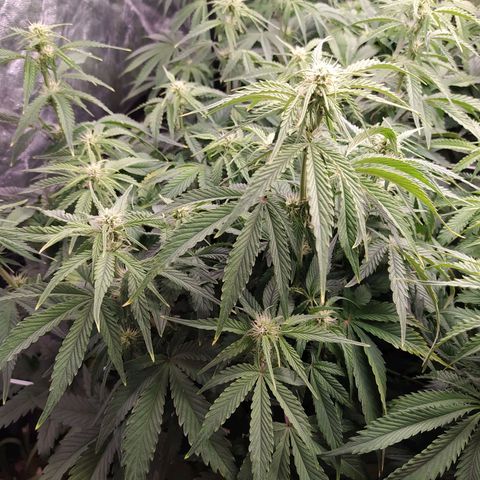 Gelato Auto #1 growlog timeline photo