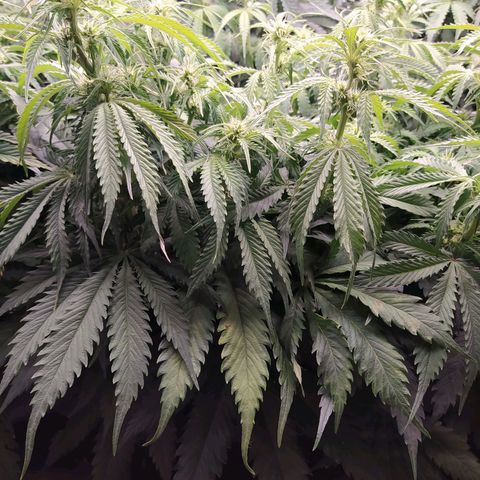 Lemon Pie Auto #1 growlog timeline photo