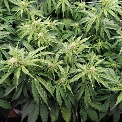 Lemon Pie Auto #1 growlog timeline photo