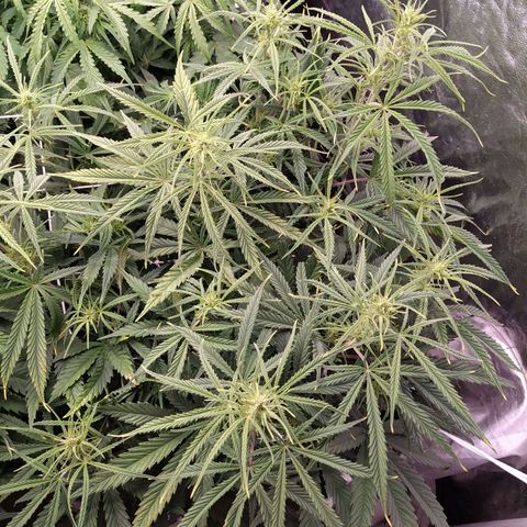 West Coast O.G. #2 growlog timeline photo