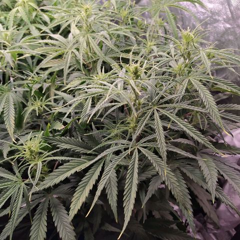 West Coast O.G. #2 growlog timeline photo