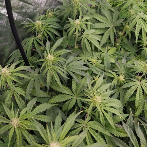 West Coast O.G. #1 growlog timeline photo