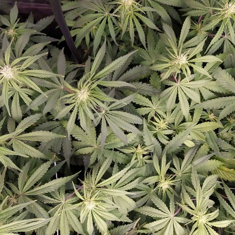 West Coast O.G. #1 growlog timeline photo