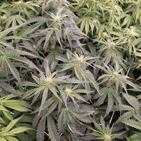 Original Auto OG Kush growlog timeline photo