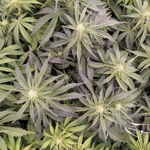 Original Auto OG Kush growlog timeline photo