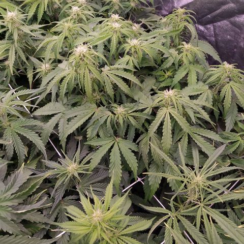 Gorilla Glue #1 growlog timeline photo