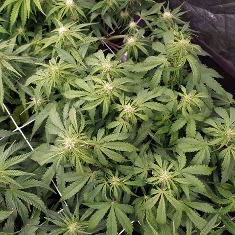 Gorilla Glue #1 growlog timeline photo