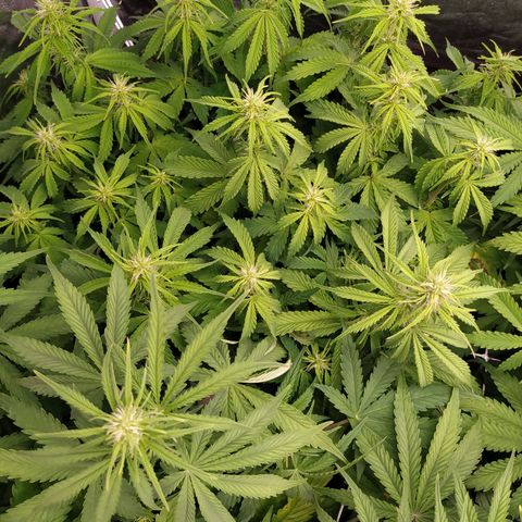 Gorilla Glue #2 growlog timeline photo