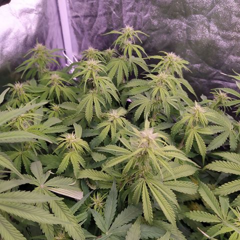 Gorilla Glue #2 growlog timeline photo