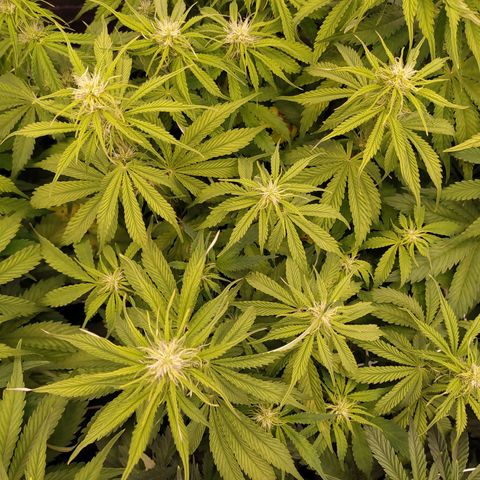 Lemon Pie Auto #2 growlog timeline photo