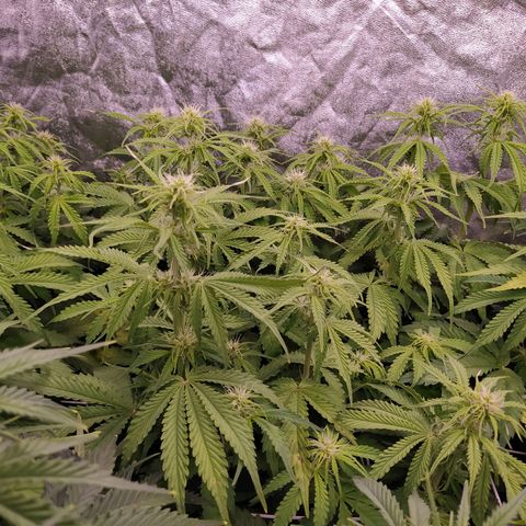 Lemon Pie Auto #2 growlog timeline photo