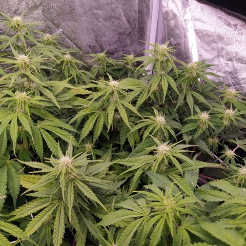 Gelato Auto #2 growlog timeline photo