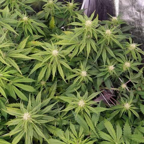Gelato Auto #2 growlog timeline photo