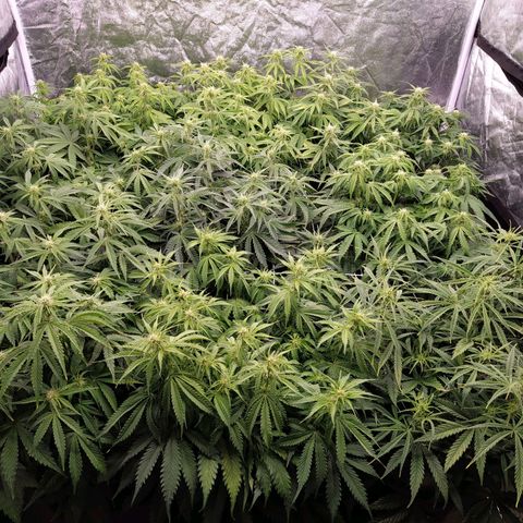 West Coast O.G. #2 growlog timeline photo