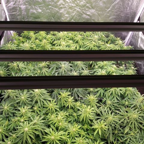 West Coast O.G. #2 growlog timeline photo