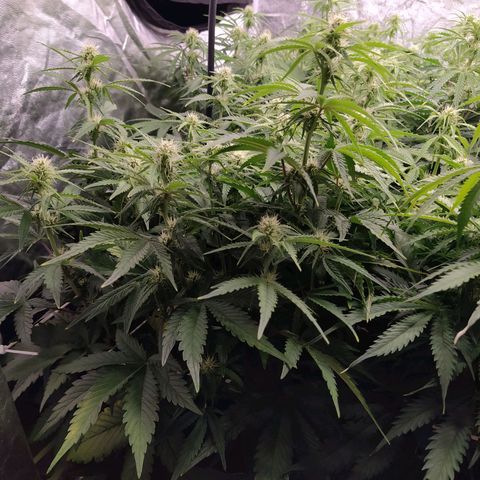 Gelato Auto #1 growlog timeline photo