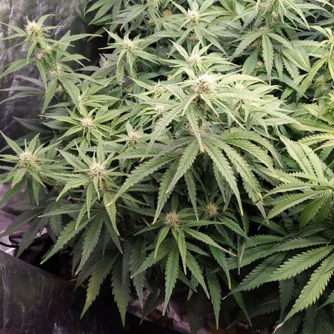 Gelato Auto #1 growlog timeline photo