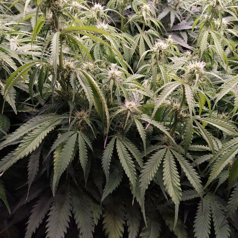 Lemon Pie Auto #1 growlog timeline photo