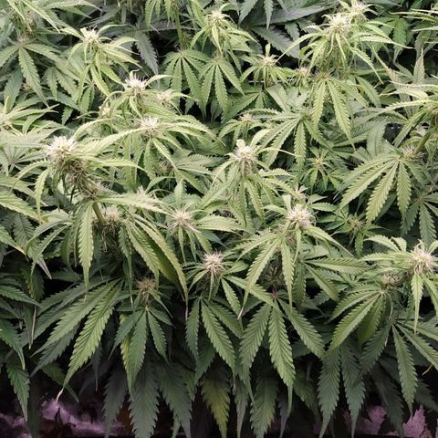 Lemon Pie Auto #1 growlog timeline photo
