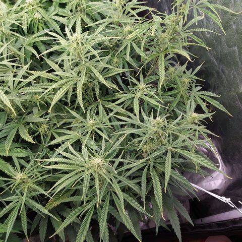 West Coast O.G. #2 growlog timeline photo