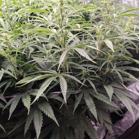 West Coast O.G. #2 growlog timeline photo