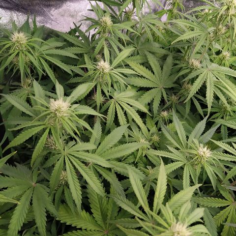 West Coast O.G. #1 growlog timeline photo