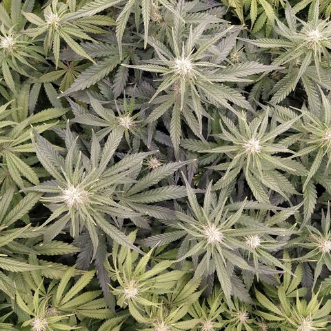 Original Auto OG Kush growlog timeline photo