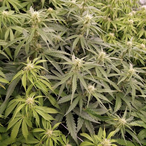 Original Auto OG Kush growlog timeline photo