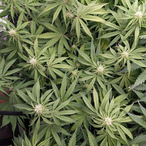 West Coast O.G. #1 growlog timeline photo