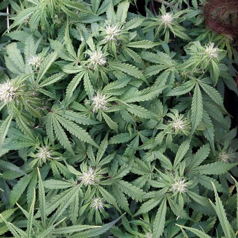 Gorilla Glue #1 growlog timeline photo