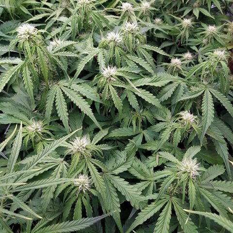 Gorilla Glue #1 growlog timeline photo