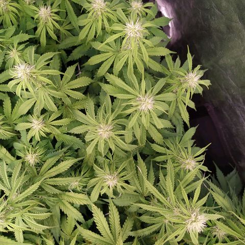 Gorilla Glue #2 growlog timeline photo