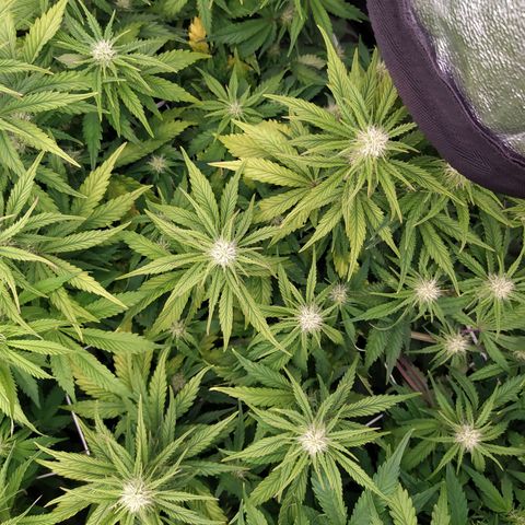 Gelato Auto #2 growlog timeline photo