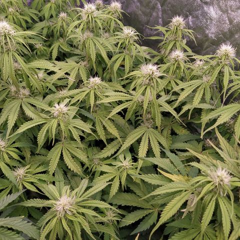 Lemon Pie Auto #2 growlog timeline photo