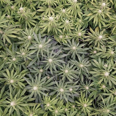West Coast O.G. #2 growlog timeline photo