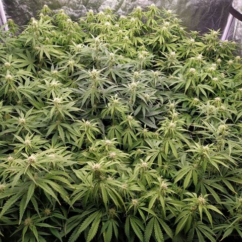 West Coast O.G. #2 growlog timeline photo
