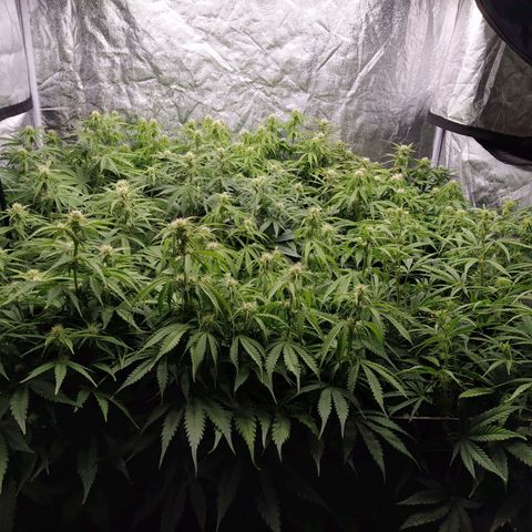 West Coast O.G. #2 growlog timeline photo