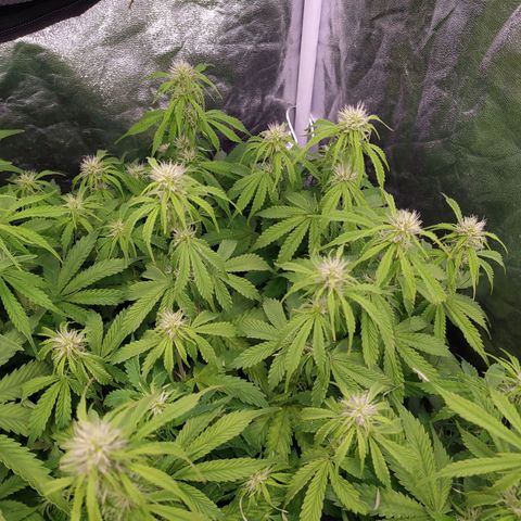 Gorilla Glue #2 growlog timeline photo