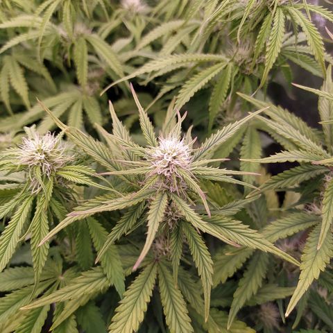 Gelato Auto #2 growlog timeline photo