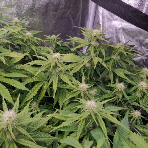 Gelato Auto #2 growlog timeline photo