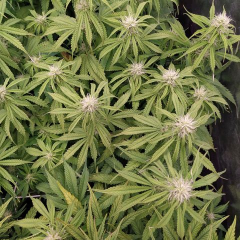 Lemon Pie Auto #2 growlog timeline photo