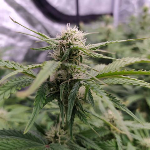 Gelato Auto #1 growlog timeline photo